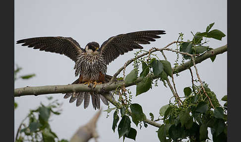 Baumfalke (Falco subbuteo)