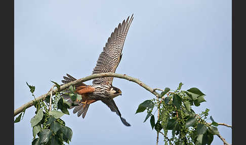 Baumfalke (Falco subbuteo)