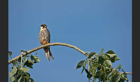 Baumfalke (Falco subbuteo)