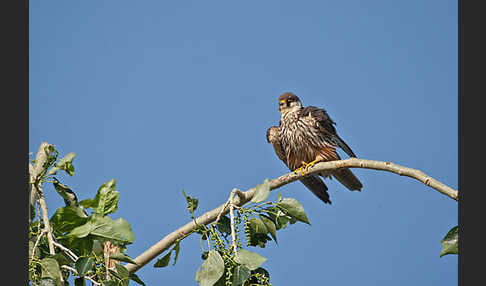 Baumfalke (Falco subbuteo)