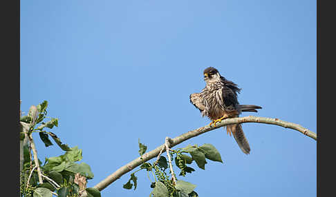 Baumfalke (Falco subbuteo)