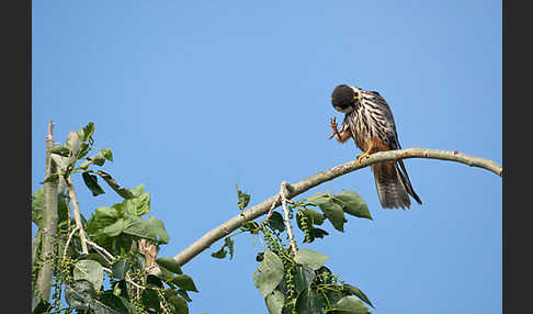 Baumfalke (Falco subbuteo)