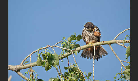 Baumfalke (Falco subbuteo)