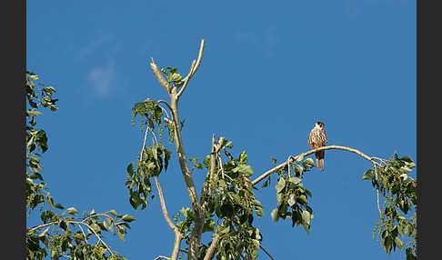 Baumfalke (Falco subbuteo)