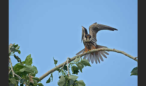 Baumfalke (Falco subbuteo)