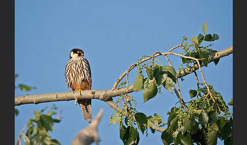 Baumfalke (Falco subbuteo)