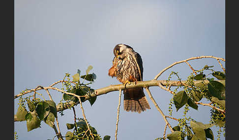 Baumfalke (Falco subbuteo)