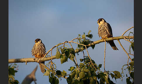 Baumfalke (Falco subbuteo)