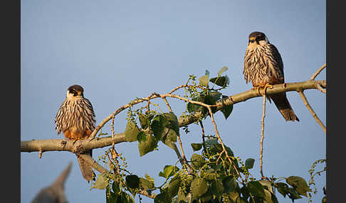 Baumfalke (Falco subbuteo)