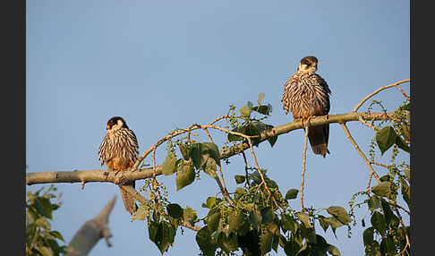 Baumfalke (Falco subbuteo)