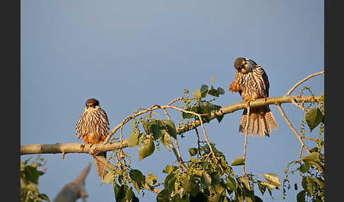 Baumfalke (Falco subbuteo)