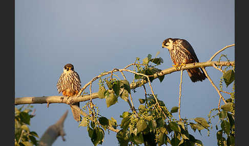 Baumfalke (Falco subbuteo)