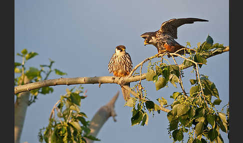 Baumfalke (Falco subbuteo)