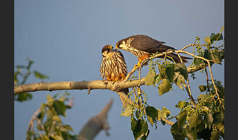 Baumfalke (Falco subbuteo)