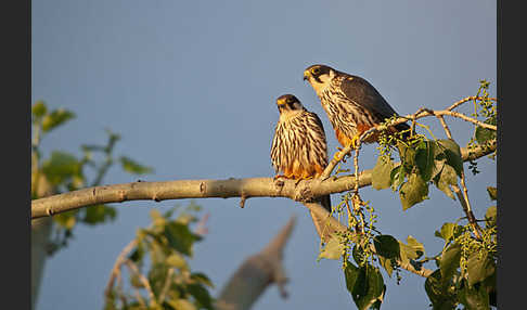 Baumfalke (Falco subbuteo)