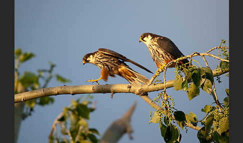 Baumfalke (Falco subbuteo)