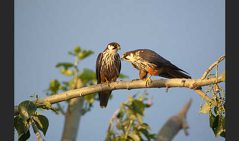 Baumfalke (Falco subbuteo)