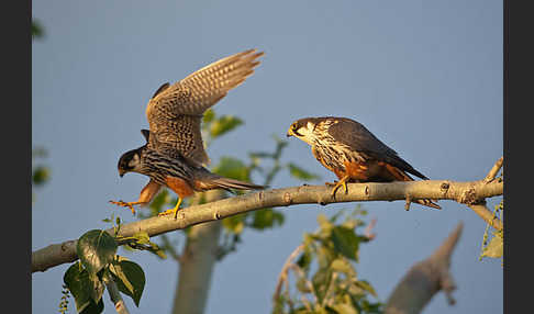 Baumfalke (Falco subbuteo)