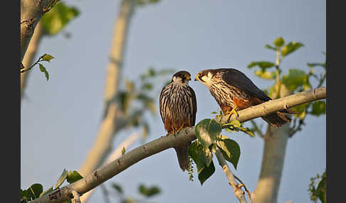 Baumfalke (Falco subbuteo)