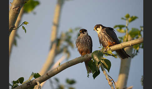 Baumfalke (Falco subbuteo)