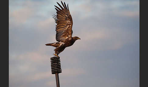 Steppenadler (Aquila nipalensis)