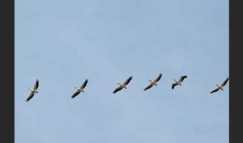 Rosapelikan (Pelecanus onocrotalus)