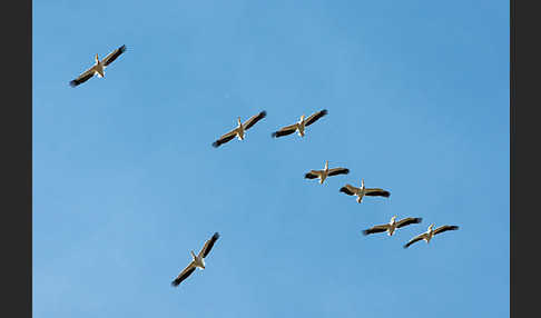 Rosapelikan (Pelecanus onocrotalus)
