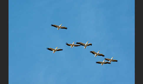 Rosapelikan (Pelecanus onocrotalus)