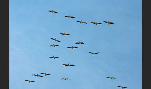 Rosapelikan (Pelecanus onocrotalus)