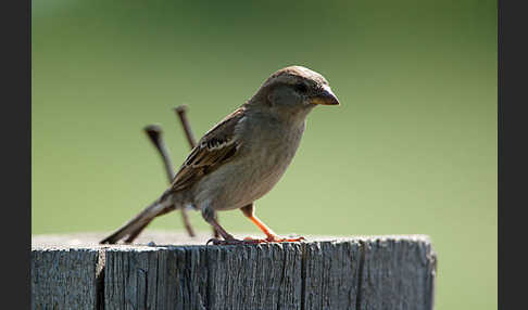 Haussperling (Passer domesticus)