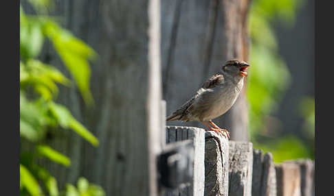 Haussperling (Passer domesticus)