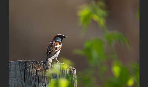 Haussperling (Passer domesticus)