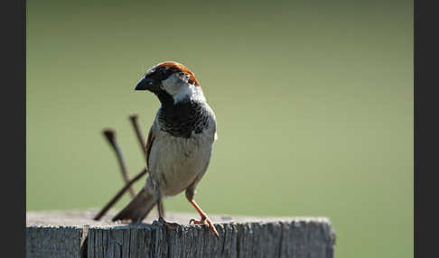 Haussperling (Passer domesticus)