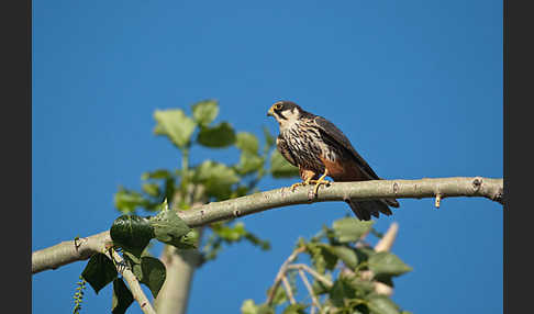 Baumfalke (Falco subbuteo)