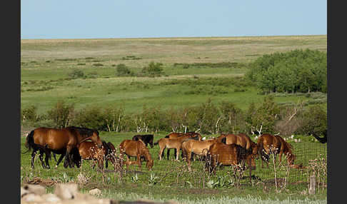 Hauspferd (Equus caballus)