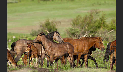 Hauspferd (Equus caballus)