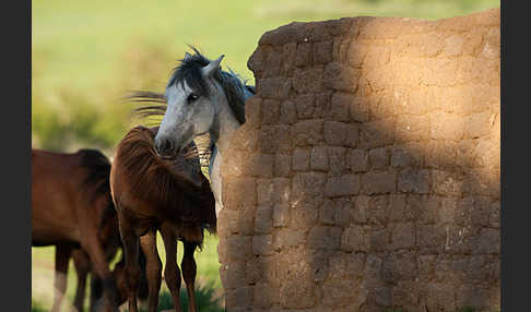 Hauspferd (Equus caballus)