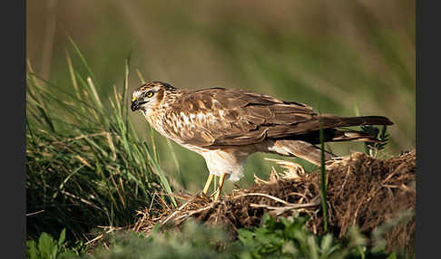 Wiesenweihe (Circus pygargus)