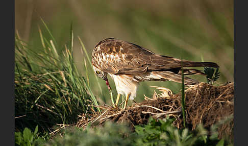 Wiesenweihe (Circus pygargus)