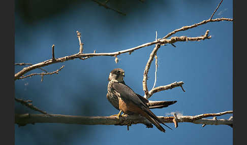 Baumfalke (Falco subbuteo)