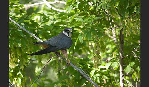 Baumfalke (Falco subbuteo)