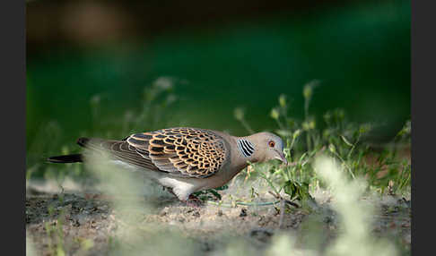 Orientturteltaube (Streptopelia orientalis)