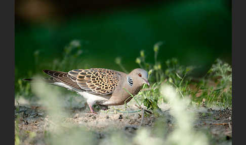 Orientturteltaube (Streptopelia orientalis)