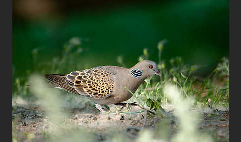 Orientturteltaube (Streptopelia orientalis)