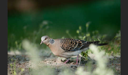 Orientturteltaube (Streptopelia orientalis)