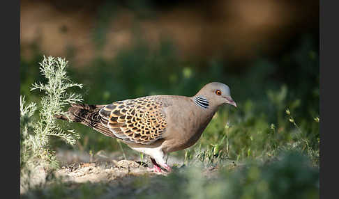 Orientturteltaube (Streptopelia orientalis)