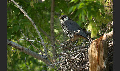 Baumfalke (Falco subbuteo)