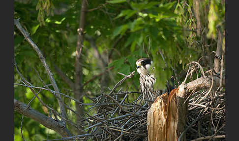 Baumfalke (Falco subbuteo)