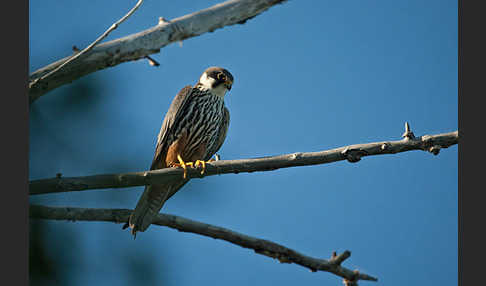 Baumfalke (Falco subbuteo)