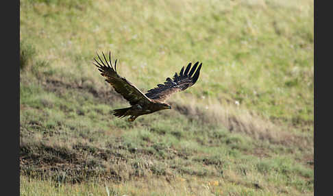 Steppenadler (Aquila nipalensis)